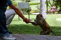 Free Feeding Monkey Stock Images - 302134