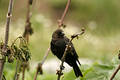 Free Black Bird On Twig Royalty Free Stock Image - 302816