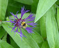 Free Bee Gathering Nectar Royalty Free Stock Photography - 303867