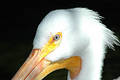 Free Pelican Head Stock Image - 305131