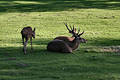 Free Deer Family Stock Image - 305681