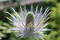 Free Noble Thistle Royalty Free Stock Photo - 302895