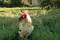 Free Rooster With Mad, Red Eye (bird Flu) Stock Photo - 304370