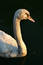 Free Cygnet Looking Towards The Sun Stock Photography - 305662