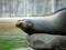 Free Seal Royalty Free Stock Photos - 306718