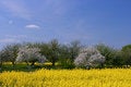 Free Blooming Orchard And Canola Fi Stock Images - 3000804