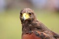Free Predator Portrait Royalty Free Stock Images - 3004189