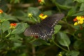 Free Black Butterfly With Spots Stock Image - 3004891