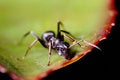 Free Ant Royalty Free Stock Photos - 3006858