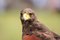 Free Predator Portrait Royalty Free Stock Images - 3004189