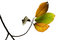 Free Autumn Fall Leaves Stock Photo - 3004300