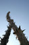 Free Sticks With Thorns Stock Photography - 3005742