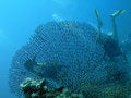 Free Divers Behind Of Large Gorgona Stock Photography - 3011372