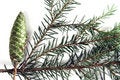 Free New Year Decorating Stock Image - 3012991