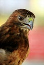 Free Red Tailed Hawk Royalty Free Stock Image - 3016676