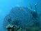Free Divers Behind Of Large Gorgona Stock Photography - 3011372