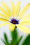 Free Yellow Osteospermum - Yellow Daisy Flower Stock Photos - 3022503