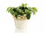 Free Houseplant Stock Photo - 3024440