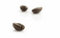 Free Beans Royalty Free Stock Photo - 3024465
