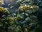 Free Aquarium And Fishes Stock Images - 3025774