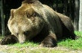 Free European Brown Bear Stock Photos - 3031723
