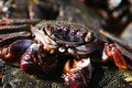 Free Cooked Crab Stock Images - 3032654