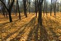 Free Tree Steams Stock Photos - 3035083