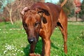 Free Dog Brown Stock Images - 3037984