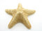 Free Starfish Royalty Free Stock Photography - 3043617