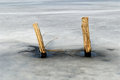 Free Frozen Trees Royalty Free Stock Photo - 3051295