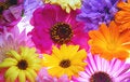 Free All Sort Color Flowers Stock Photos - 3052113