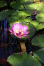 Free A Waterlily S Glow Royalty Free Stock Photo - 3057205