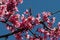 Free Tree Flowers Royalty Free Stock Image - 30517706