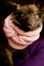 Free Cute Dog Stock Image - 30542351