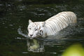 Free Swimming Predator Royalty Free Stock Photo - 3064385