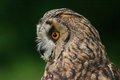 Free Intent Stare Stock Photo - 3064450