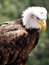 Free American Bald Eagle Royalty Free Stock Photography - 3060597