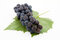 Free Dark Grape With Leaf Royalty Free Stock Image - 3060816
