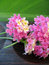 Free Aromatherapy Lantana Royalty Free Stock Photo - 3064925