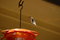 Free Ruby-throated Hummingbird 76 Stock Photos - 3067263