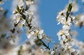 Free Blooming Tree Royalty Free Stock Photography - 30623077