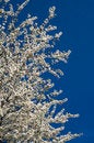 Free Blooming Tree Stock Image - 30623141