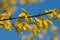 Free Laburnum Royalty Free Stock Photography - 30623017