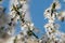 Free Blooming Tree Royalty Free Stock Photography - 30623077