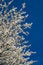 Free Blooming Tree Stock Image - 30623141