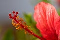 Free Hibiscus Flower Stock Image - 3070601
