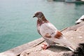 Free Brown And White City Dove Stock Image - 3072361