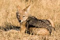 Free Black-backed Jackal In Savute Stock Images - 3072414