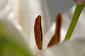 Free Lily Stock Photography - 3073612