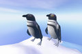 Free Penguin Stock Photo - 3074050